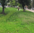 В Курске планируют скосить больше 4 миллионов квадратных метров травы - Курские Известия