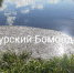 В Курской области выясняют причины мора рыбы - Курская правда