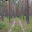 В Курской области с начала пожароопасного сезона ни одного лесного пожара не случилось - Курские Известия