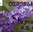 Курян приглашают провести «Соловьиную ночь» в усадьбе Фета - ТРК Сейм