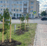 В Курске в Первомайском парке высадили 12 каштанов и 3 липы - Городские Известия