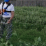 ЛДПР помогает пожилым курянам - ЛДПР