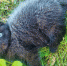 Семилетняя курянка спасла маленького котёнка - РИА Курск