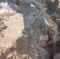 В Курской области ликвидировали 1550 тонн непригодных пестицидов - Курские Известия