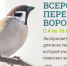 Всероссийская перепись воробьёв с 4 по 10 марта 2024 г. - Заповедник им. профессора В.В. Алехина