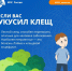 Курянам напомнили что делать, если укусил клещ - Курская правда
