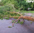 В Курске от сильного ветра упали семь деревьев - Курская правда