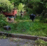 В центре Курска подняли поваленное ветром дерево - Городские Известия