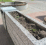 В Курске после огласки в СМИ пропололи сорняки на городских клумбах - ТК ТАКТ