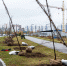 В Курске начали посадку крупномерных деревьев - Городские Известия