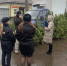 В Курске за торговлю ёлками в неустановленных местах завели четыре административных дела - Городские Известия