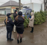 В Курске за торговлю ёлками в неустановленных местах завели четыре административных дела