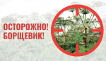 В Курской области в 2025 году продолжается борьба с борщевиком