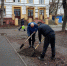 В Железнодорожном округе Курска высадили 25 лип - Городские Известия