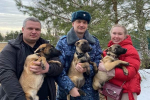 В УФСИН России по Курской области передали трёх щенков породы немецкая овчарка