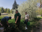 В Первомайском парке Курска высадили 80 тополей