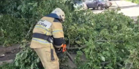 В Курске упавшее от ветра дерево на улице Косухина травмировало женщину - Городские Известия