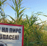 В Курской области за неделю утонули 5 человек - РИА Курск