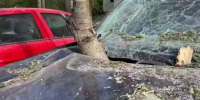 В Курске срезанные взрывом беспилотника деревья пробили насквозь автомобили - Друг для Друга