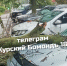 В Курске из-за сильного ветра пострадали автомобили - Курские Известия