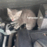 Курянка нашла котенка под капотом своего автомобиля - Курская правда