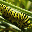 Махаон – Papilio machaon из семейства Парусники - Минприроды Курской области