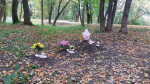 В Цветовом лесу Курска появилось незаконное кладбище домашних животных