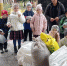 Первоклассники из Щигров собрали 400 кг каштанов ради сохранения курских лесов - РИА Курск