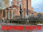 Куряне вновь возмутились варварским кронированием деревьев в городе