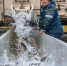Курская АЭС выпустила в водоём-охладитель 4 тонны мальков для очистки воды - Курская правда