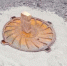 В Курске на улице Серегина оперативно заменили крышку люка - Городские Известия