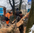 В Курске с Никитского кладбища убирают три поваленных ветром дерева - Городские Известия