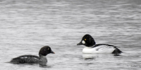 В Курской области посчитают зимующих водоплавающих птиц - РИА Курск