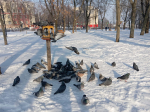 «Покормите птиц!»: маленькие куряне наполнили кормушки в день рождения Носова