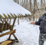 Сотрудники Минприроды продолжают подкармливать диких животных в Курской области - Курская правда