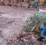 В Курске отомстили экоактивистам, спилив голубую ель - Друг для Друга