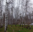 На Клевцова в Курске завершили снос аварийных берез - Городские Известия