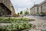 В Курске высадили 43 тысячи однолетних цветов