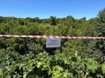 В Курске начали борьбу с борщевиком Сосновского
