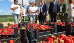 Губернатор Курской области посетил крупный питомник растений и ягодные сады